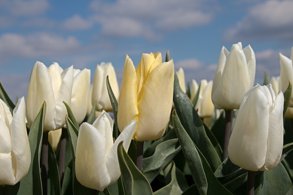 tulp tulpen tulipa natuur hdr tulpenbol liliaceae flora bloem bloemen voorjaar lente tulpenfestival keukenhof festival